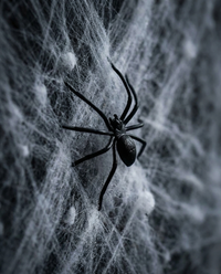Spider Web Cobweb - texture detail